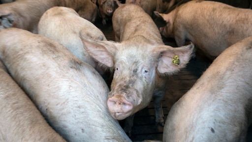 Werkstraf geëist tegen veevervoerders die 'prikker' gebruikten bij varkens