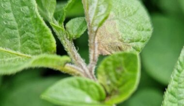 PhytoAlert meldt nu al eerste aantasting phytophthora
