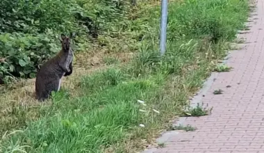 Ontsnapte wallaby loopt rond in Middenmeer, politie zoekt eigenaar