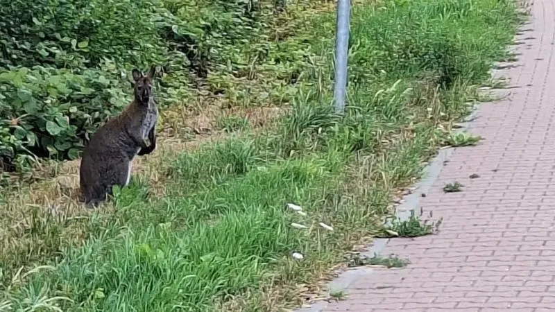 Ontsnapte wallaby loopt rond in Middenmeer, politie zoekt eigenaar