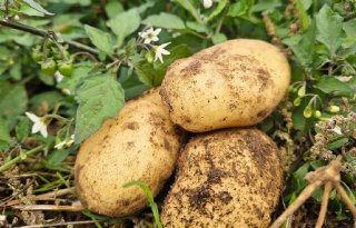 Knollen van één van de PiperPlus-aardappelrassen.