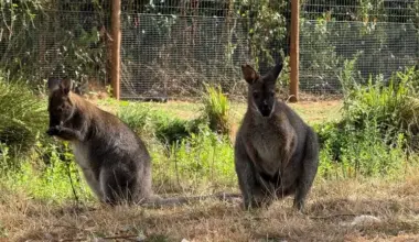 De ontsnapte wallaby is weer terug bij zijn oude maatjes in de dierentuin in Veldhoven