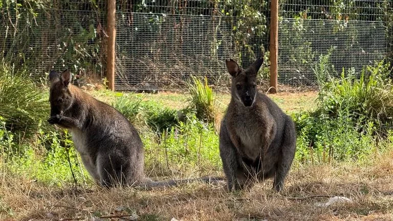 De ontsnapte wallaby is weer terug bij zijn oude maatjes in de dierentuin in Veldhoven