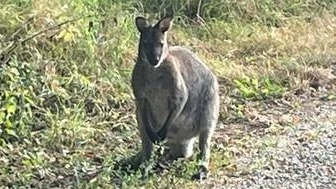 De wallaby werd vanochtend gespot in Veldhoven