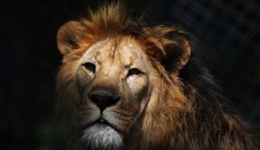 Tysk dyrepark får dødstrusler etter å ha matet løver med bavianer