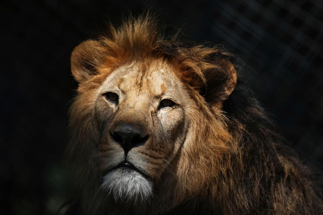 Tysk dyrepark får dødstrusler etter å ha matet løver med bavianer