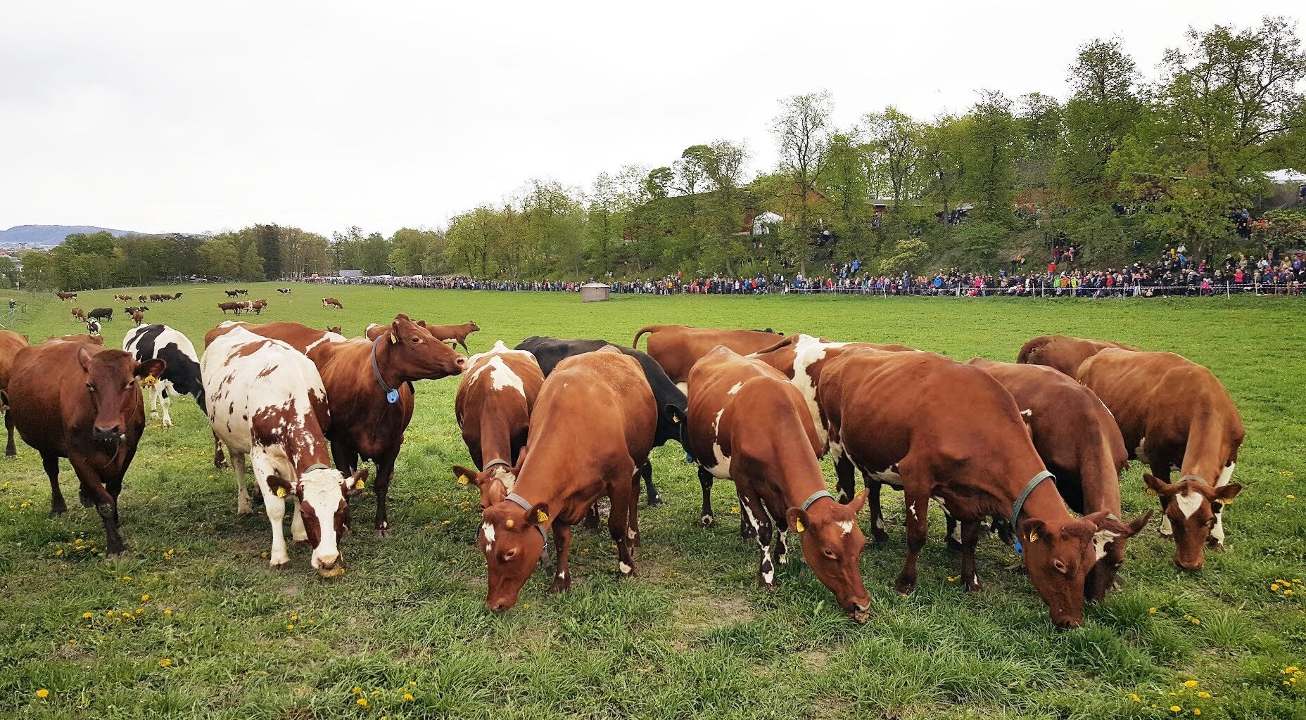 Kongsgården, Jordbruk | Flere vil bli kong Harald fjøsrøkter og agronom på Bygdø Kongsgård i Oslo
