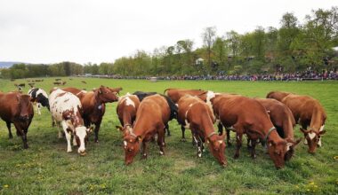 Kongsgården, Jordbruk | Flere vil bli kong Harald fjøsrøkter og agronom på Bygdø Kongsgård i Oslo