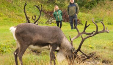Leder, Reindrift | Reinsdyr i hagen