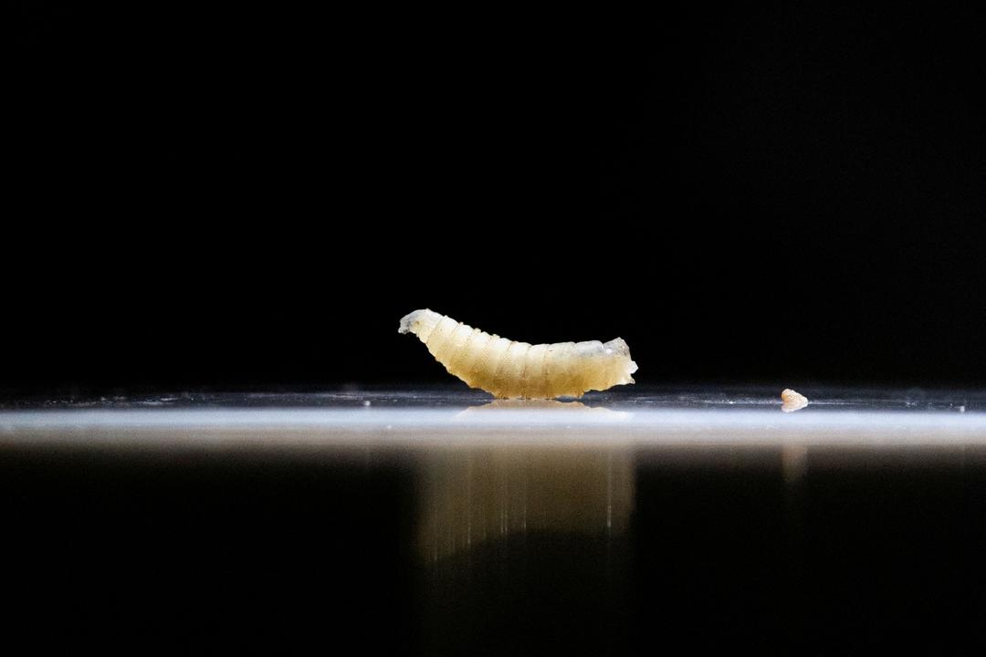 Den kjøttetende parasitten New World Screwworm har returnert til USA