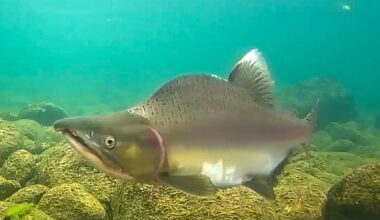 (+) Nå har den forhatte fisken også dukket opp i denne elva - rbnett.no
