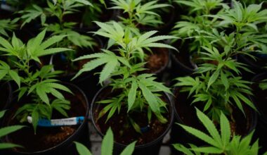 Trump vurderer å omklassifisere cannabis