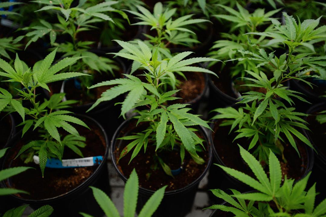 Trump vurderer å omklassifisere cannabis
