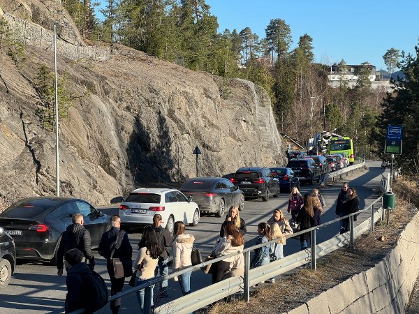 Køer på Nesøya, 8. april 2025.