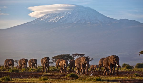 FILE - A herd of adult and baby elephants walks in the dawn light as the highest mountain in Africa, Mount Kilimanjaro in Tanzania, sits topped with snow and glaciers in the background, seen from Amboseli National Park in southern Kenya on Dec. 17, 2012. Hundreds of animals have died in Kenyan wildlife preserves during East Africa's worst drought in decades, according to a report released Friday, Nov. 4, 2022. (AP Photo/Ben Curtis, File)