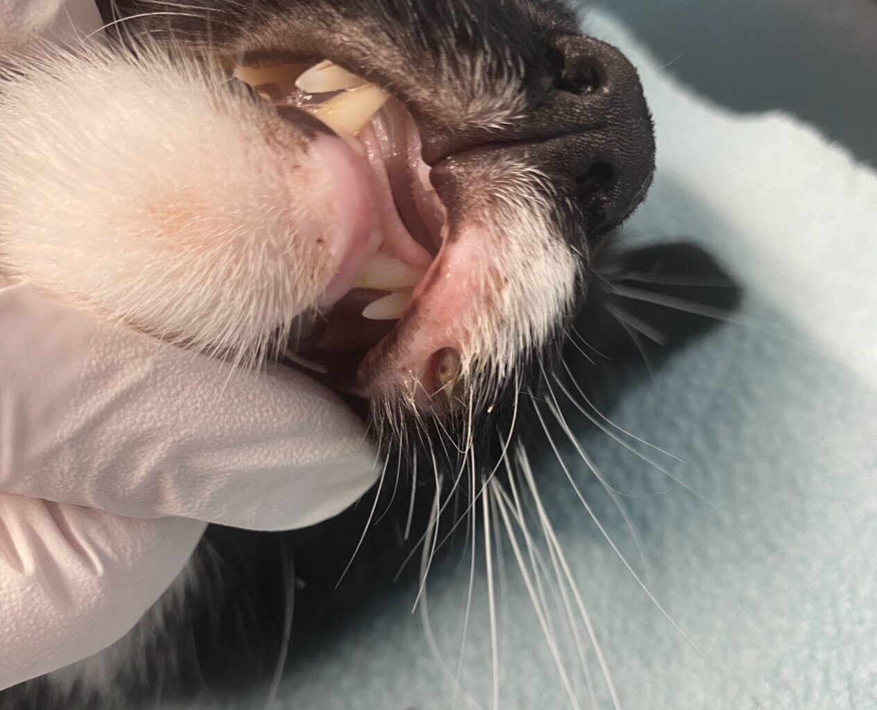 Åsane, Katt | Helen Pedersen Neu tror katten ble mishandlet: – Noen har brukt «Pus» som lasso