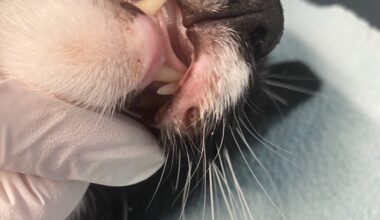 Åsane, Katt | Helen Pedersen Neu tror katten ble mishandlet: – Noen har brukt «Pus» som lasso
