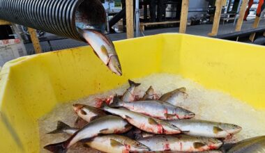 Finnmark, Tana | Nå tas fellene ned i flere elver: – Færre pukkellaks
