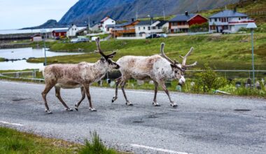 Reindrift, Senterpartiet | Reindriften er verken et «symbol» eller tålt bruk