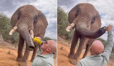 Turist ga øl til elefant i Kenya – utløste raseri