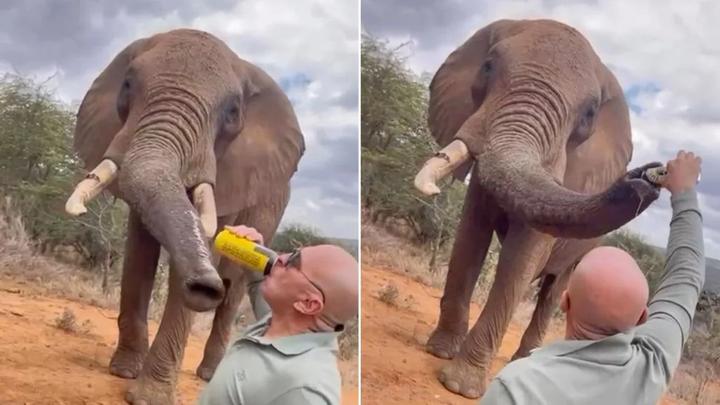 Turist ga øl til elefant i Kenya – utløste raseri