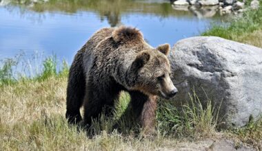 Hattfjelldal, Rovdyr | Har søkt om utvidet fellingstillatelse: – Det er funnet nye kadaver i dag