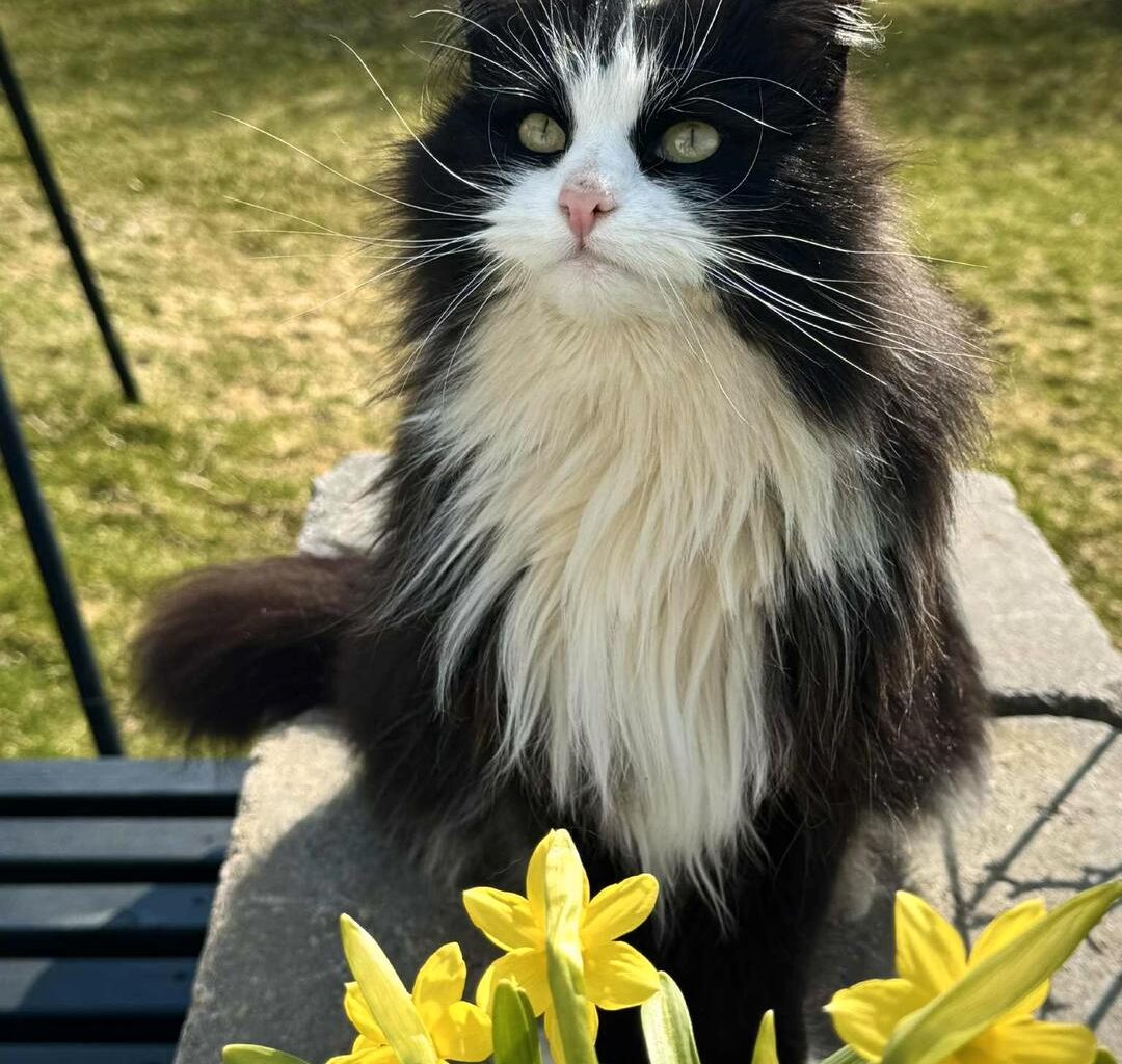 Fikk sjokkbeskjed om savnet katt på Bornholm-ferie