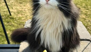 Fikk sjokkbeskjed om savnet katt på Bornholm-ferie