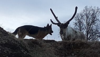 Hund, Rein | Rein og hunder til besvær