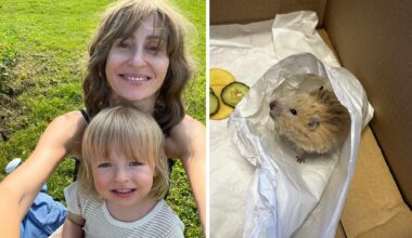 Hamster, Bekkestua | Hamsteren Elsa hjemme igjen etter ti dager på vift