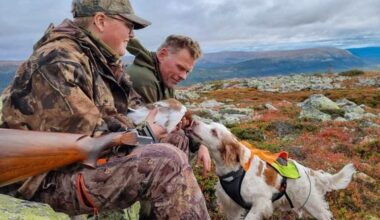 Statskog, Rypebestand | Nå er det mye rype på hele Helgeland: – Svært gledelig