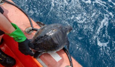 Redda havskjelpadder i fiskegarn: — Eit globalt problem