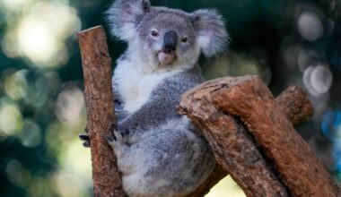 Koalaer får vaksine mot klamydia