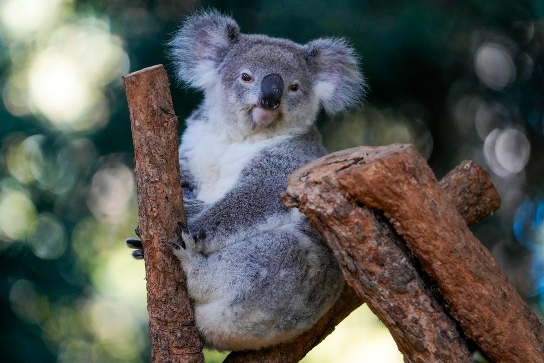 Koalaer får vaksine mot klamydia