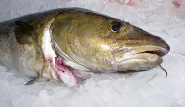 Forskere ber Danmark stanse alt torskefiske