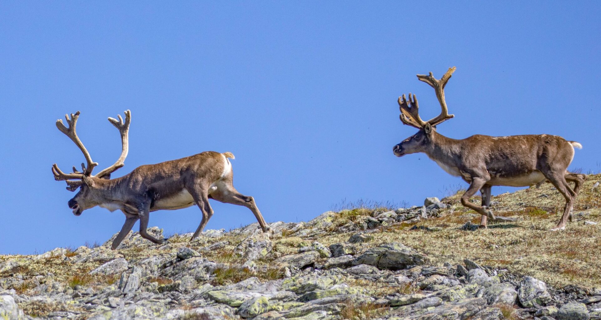 Kultur, Natur | Vil fjerne parkering på Spranget og avvikle selvbetjening på Rondvassbu