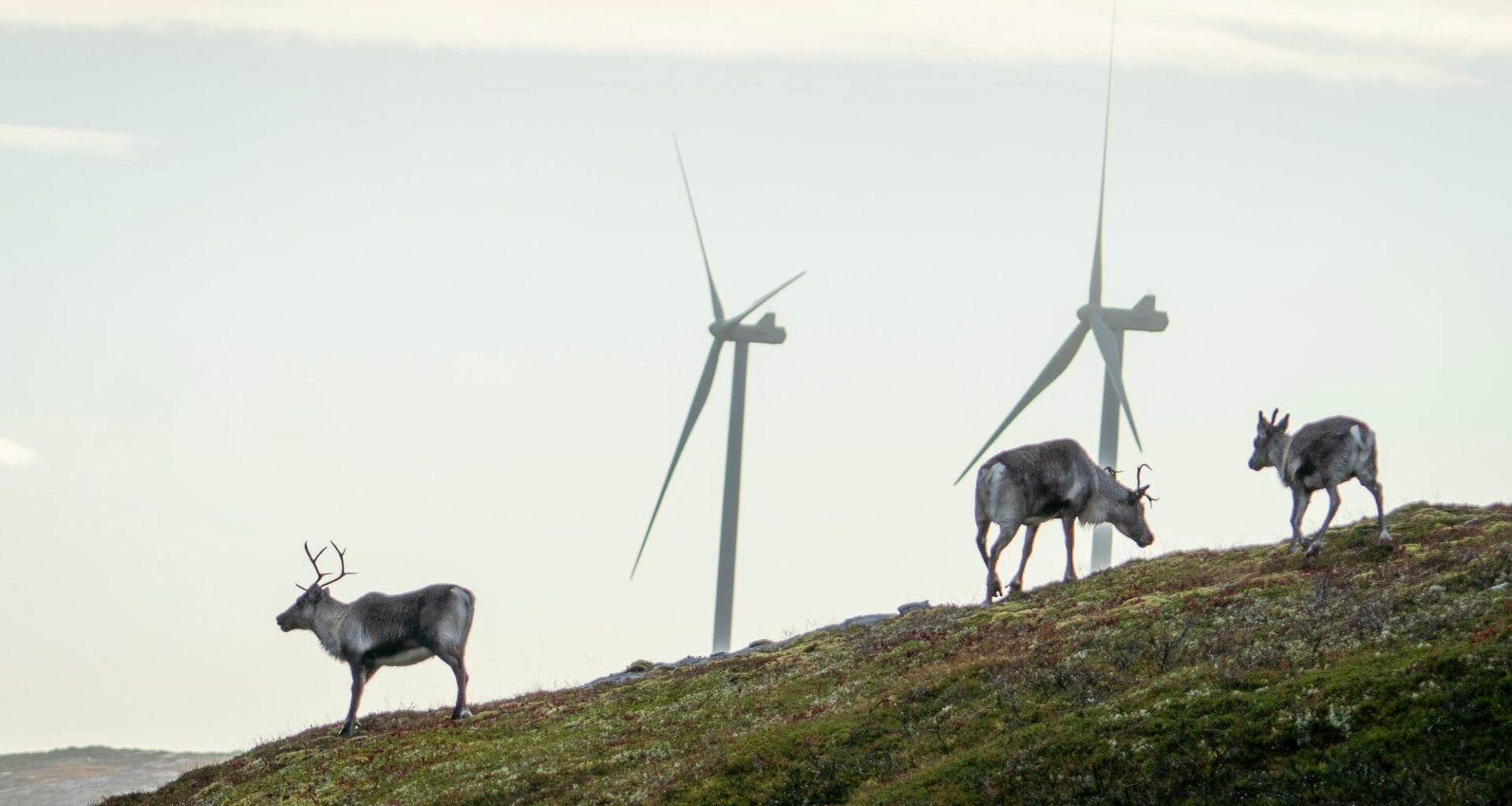 Finnmark, Hammerfest | Vil fjerne muligheten for nei: – Hver innsigelse er en for mye