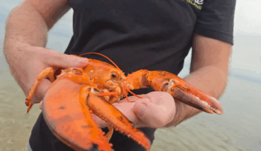 Sjelden oransje hummer reddet fra butikkhylla