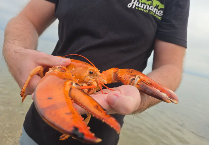 Sjelden oransje hummer reddet fra butikkhylla