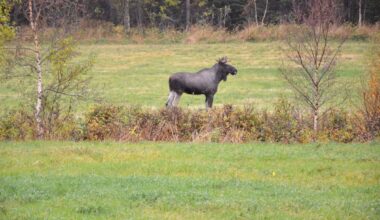 Nesten 60 000 skal på elgjakt - Trøndelag leder an på fellingstoppen