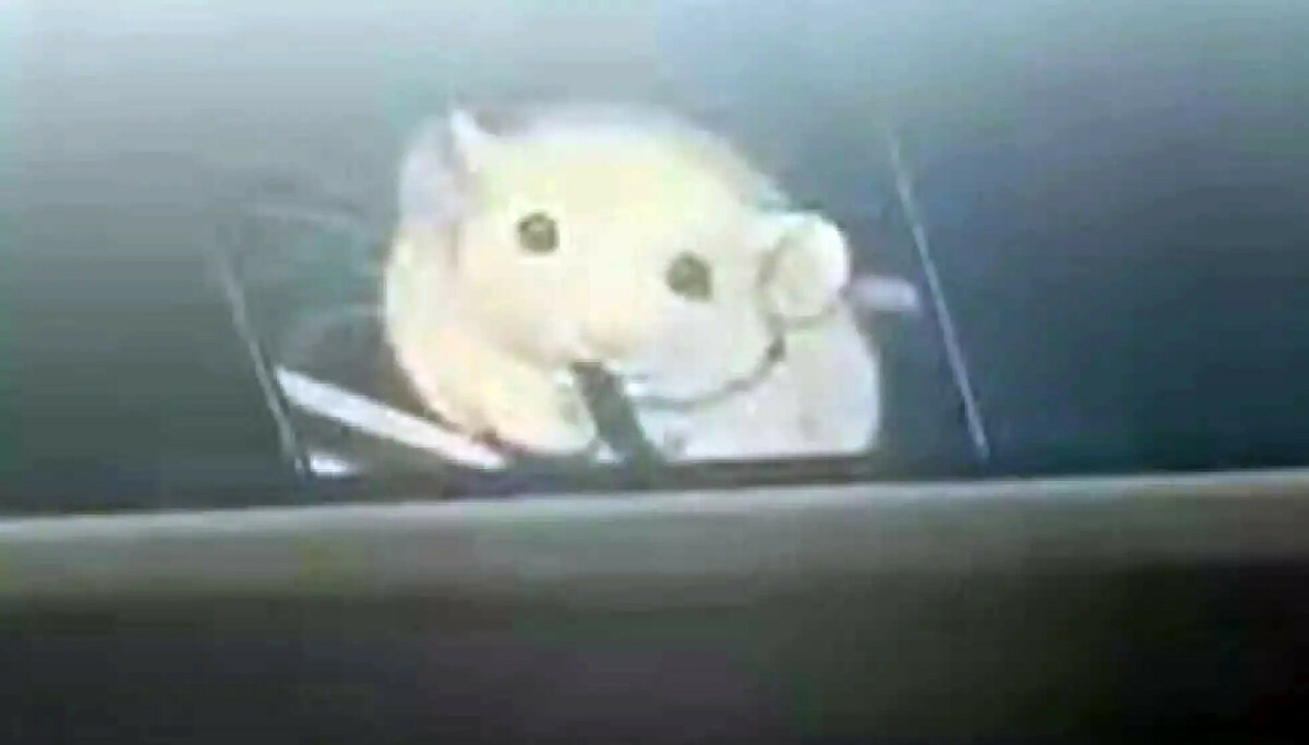Mystisk syn på bussen