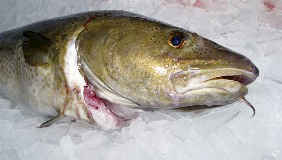 Forskere ber Danmark stanse alt torskefiske