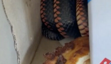 Familie i Australia finner giftig slange i pizzaeske