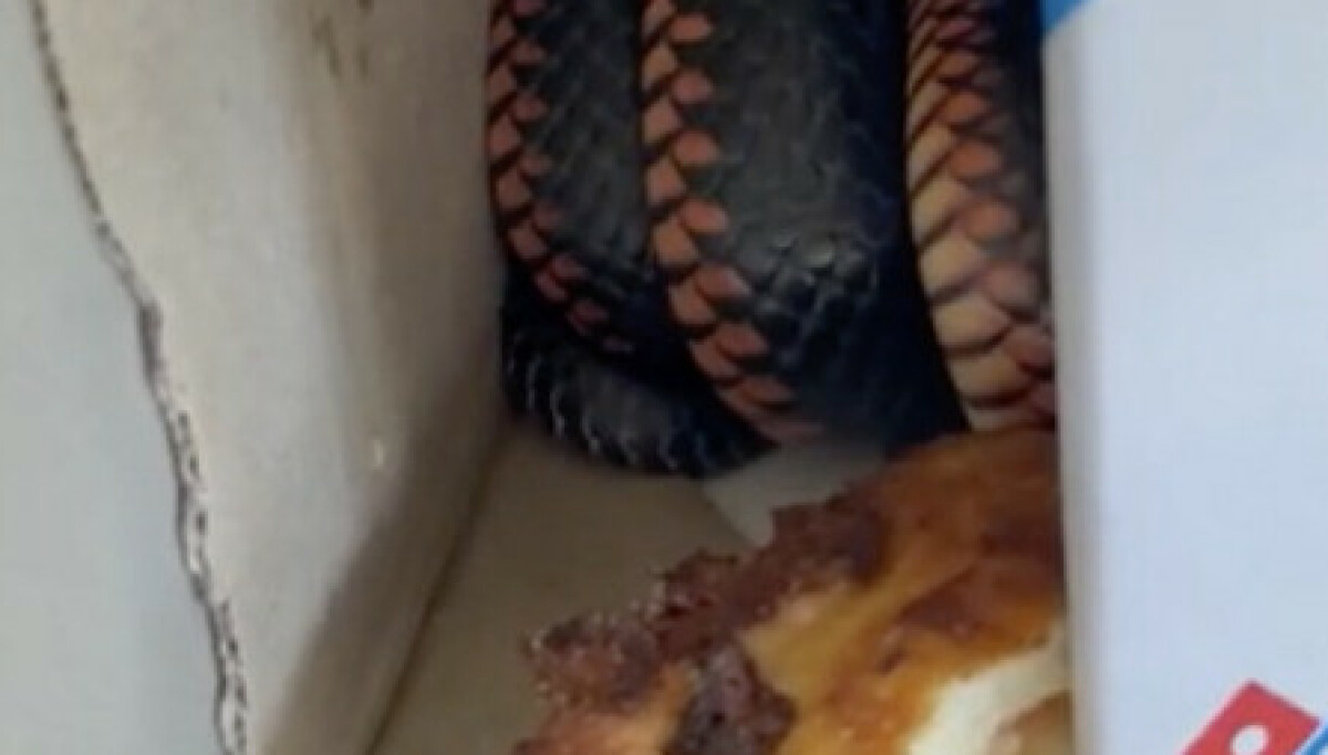 Familie i Australia finner giftig slange i pizzaeske