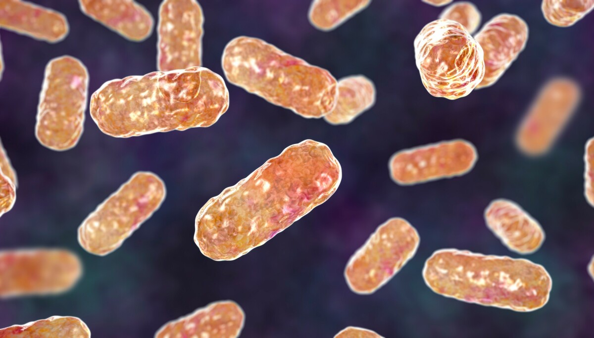 «Marerittbakterie» øker i Norge: FHI advarer