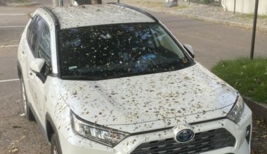 Birgit Skarsteins bil dekket av fuglebæsj i Tønsberg