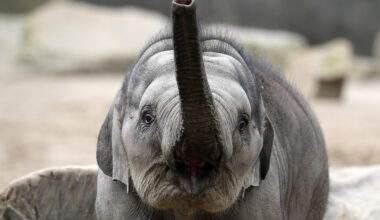 Elefantunge døde av virus