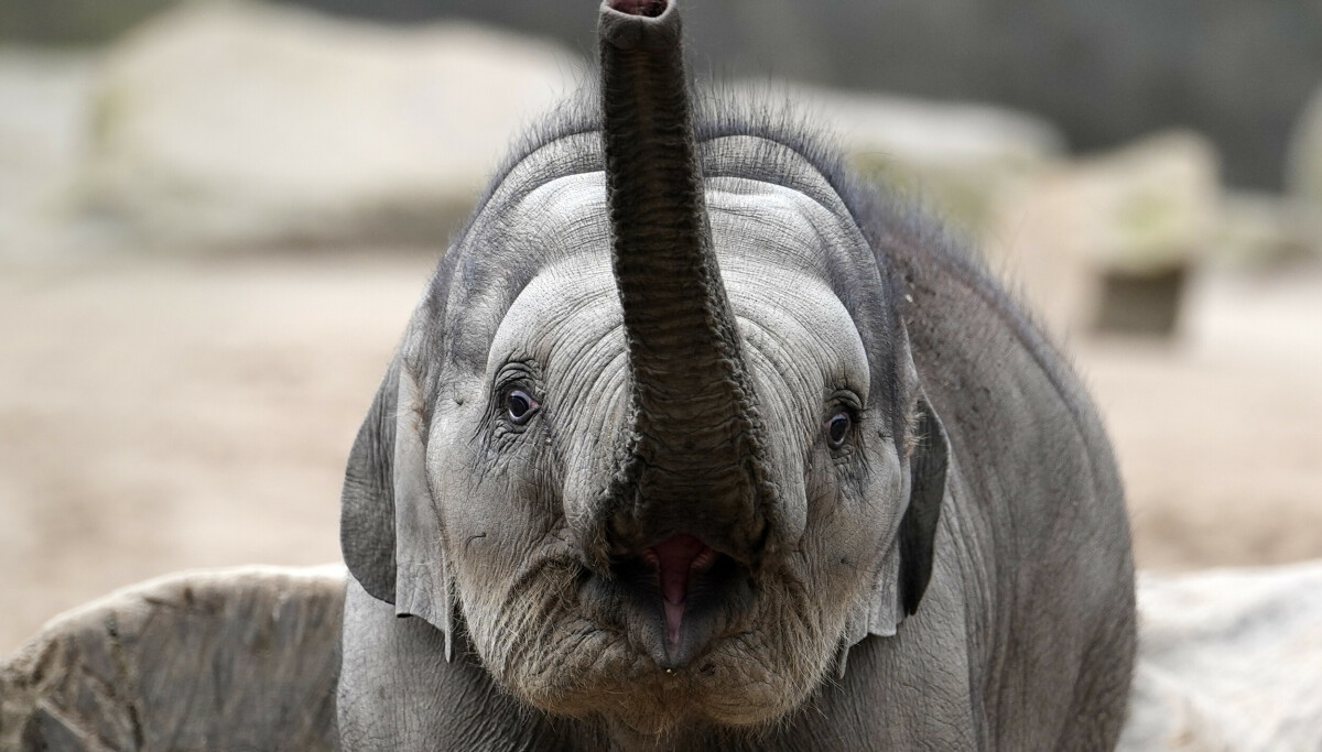 Elefantunge døde av virus