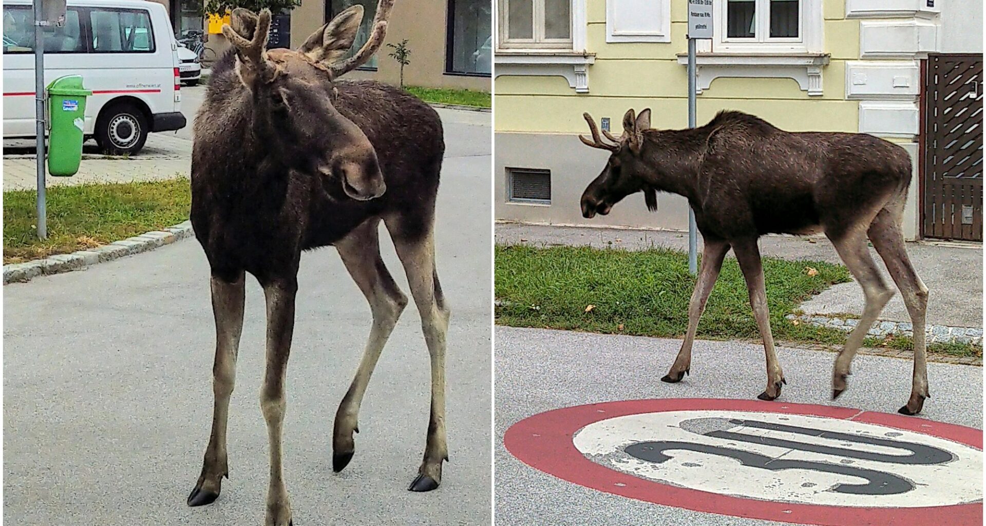 Natur, Elg | Landets eneste elg: Emil skaper kaos i Østerrike