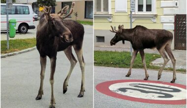 Natur, Elg | Landets eneste elg: Emil skaper kaos i Østerrike